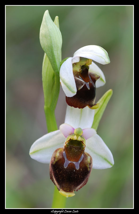 la solita ignota ... ophrys